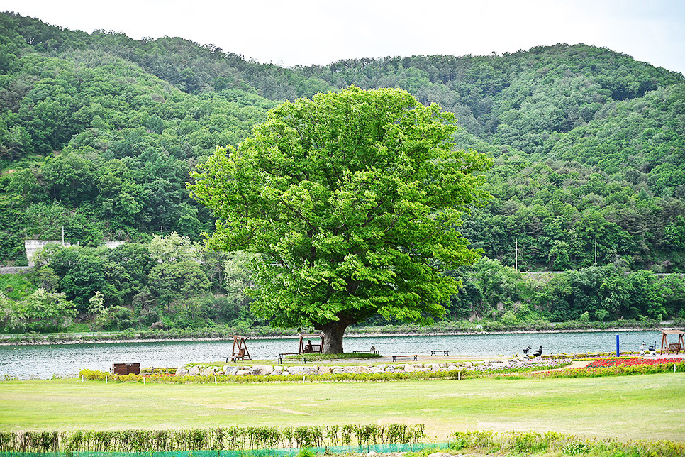 화천 거례리 산천어파크골프장 (산천어파크골프장, 거례리파크골프장, 거례리수목공원 파크골프장) 강원도 화천군 하남면 거례리 473-3번지