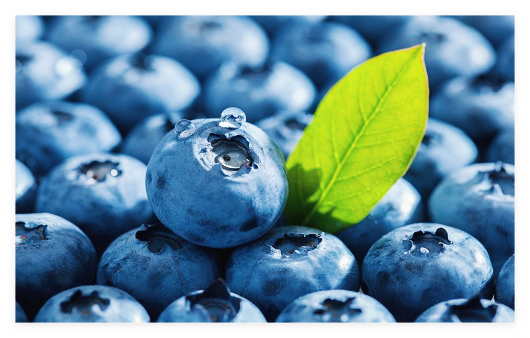 블루베리-효능-효소