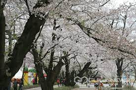 울주작천정 벚꽃축제 기본일정과 프로그램 소개