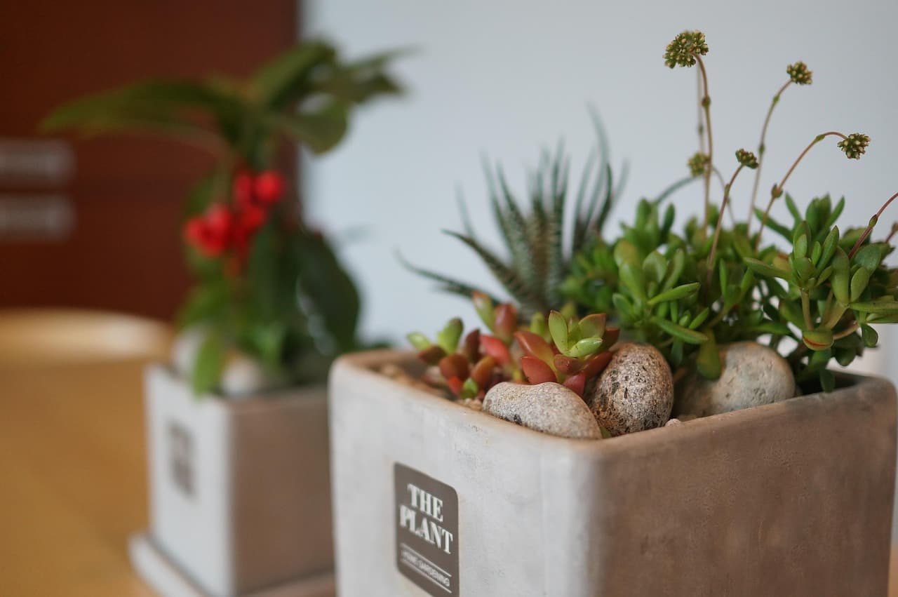 콘크리트 화분 안에 다육식물들이 심어져 있고&amp;#44; 옆 화분에는 빨간 열매를 맺은 식물이 놓여 있다. 실내에 놓기 좋아 보이는 작고 모던한 플랜터로&amp;#44; 아기자기한 분위기를 살려준다.