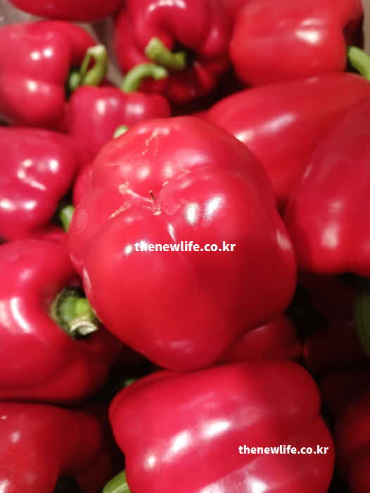 파프리카 효능 피부 미용 리코펜
