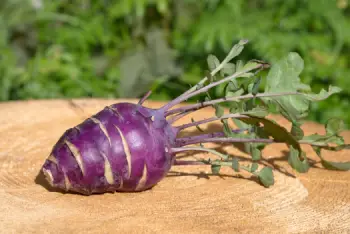 콜라비 효능과 영양성분, 주의점