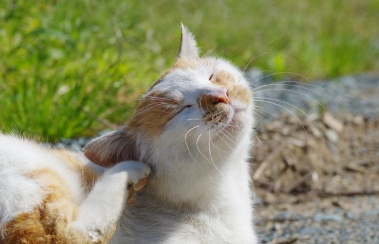 귀를 긁는 고양이.