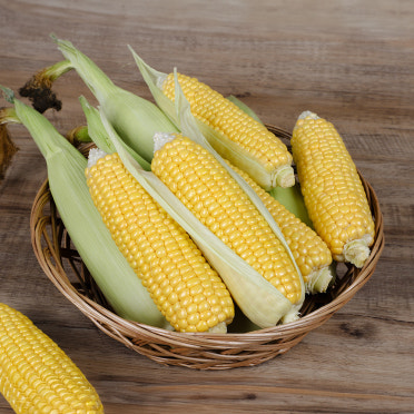 초당옥수수 삶는 방법(버터구이&amp;#44; 솥밥 등)