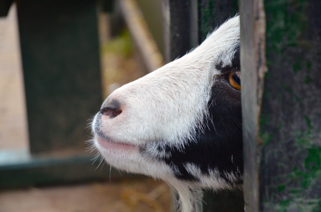 black goat