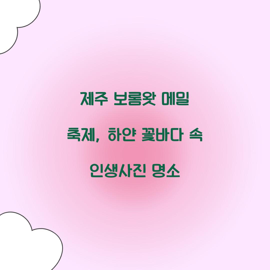 제주 보롬왓 메밀 축제