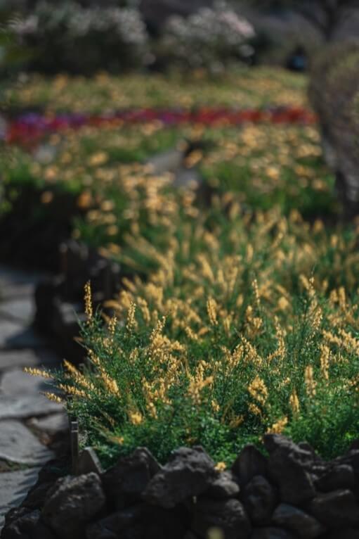 2024 전국 꽃축제