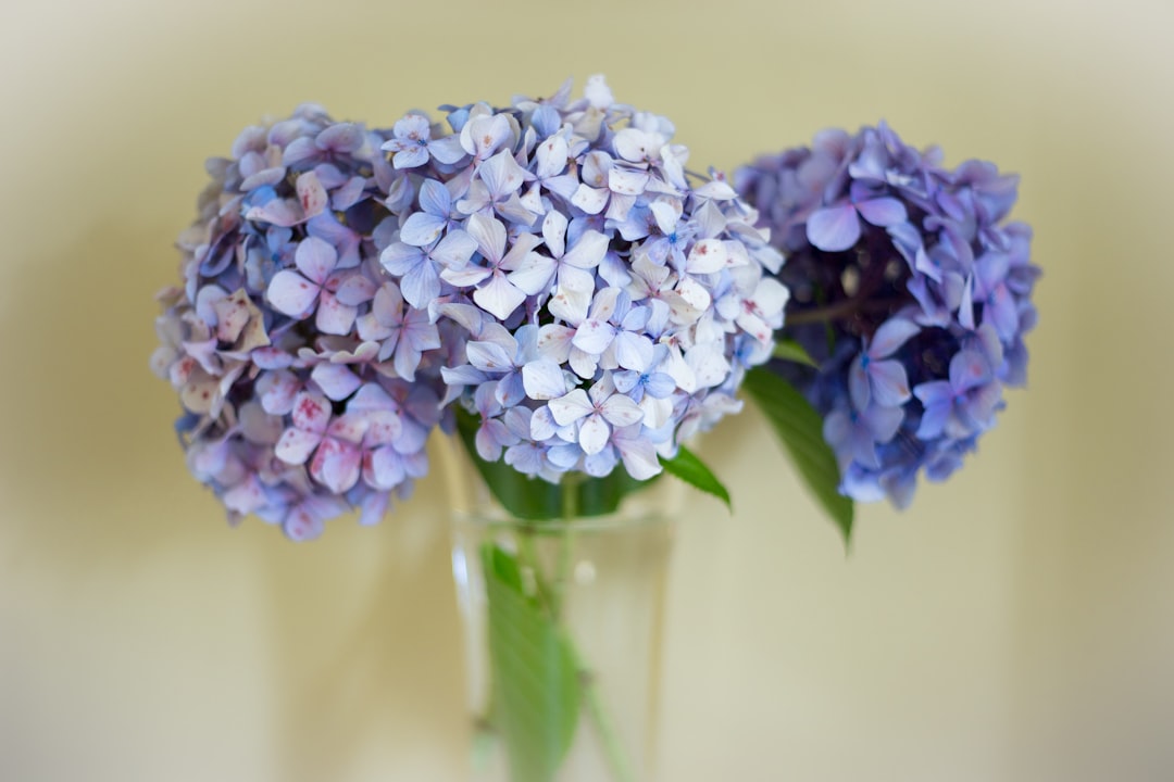 Hydrangea