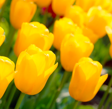 Golden Apeldoorn Tulip