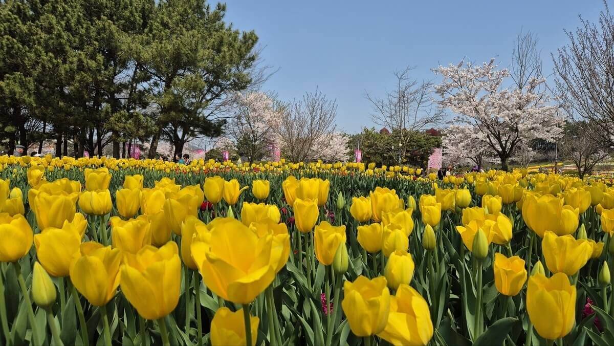 태안 튤립축제 기간 예매 입장료 개장시간 개화상황