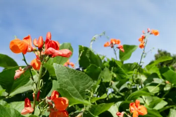 호랑이콩 효능 및 영양성분, 가격