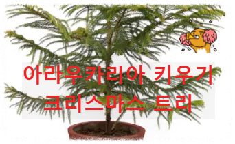 아라우카리아 키우기 크리스마스 트리
