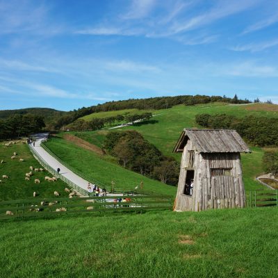 대관령 양떼목장