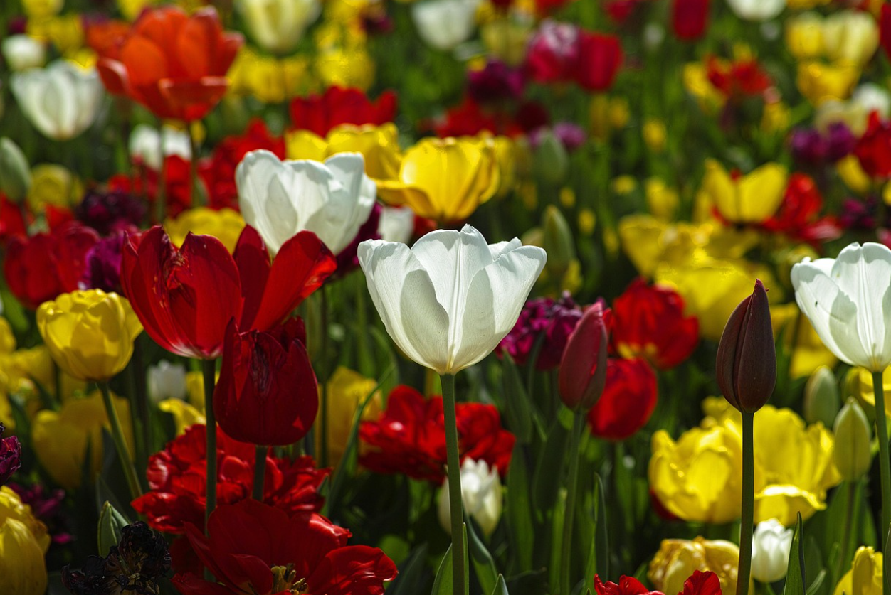 "한 송이 꽃이 집 한 채 값이었다고?" : 세계 최초의 경제 버블, 튤립 파동의 전말🌷