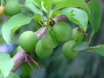 자두 재배 결과지 관리 칼슘 시비 낙과 예방_31