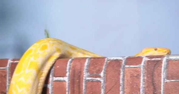 담을 넘어가는 구렁이