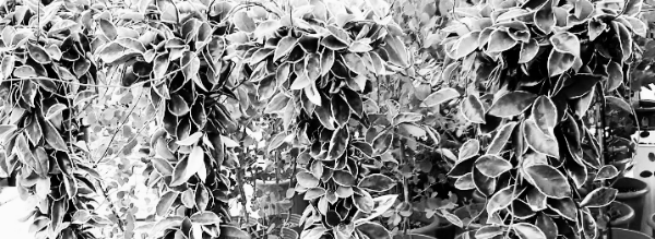 창가, 베란다, 커튼 뒤 적절