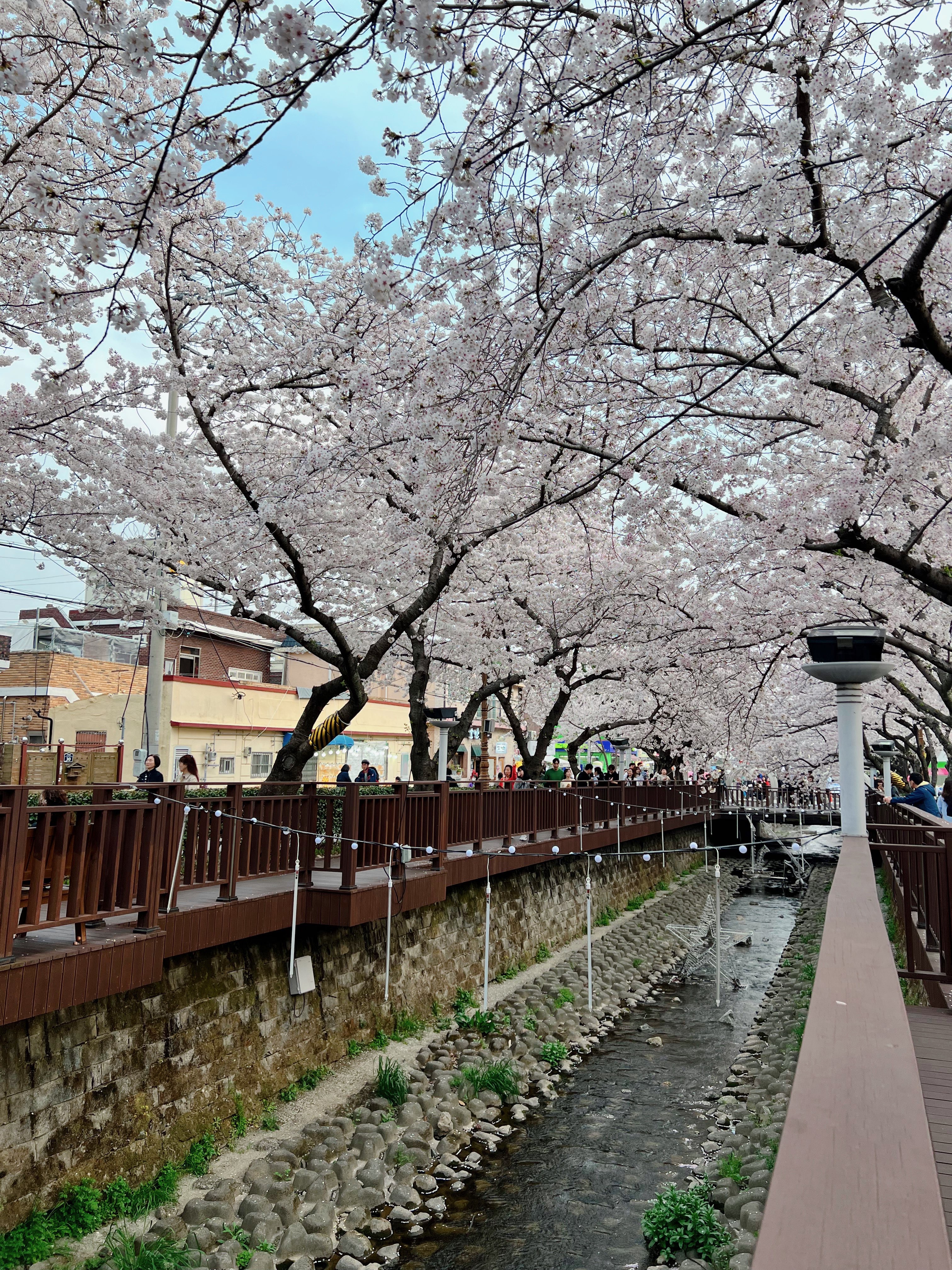 다강지로그 진해군항제 벚꽃사진