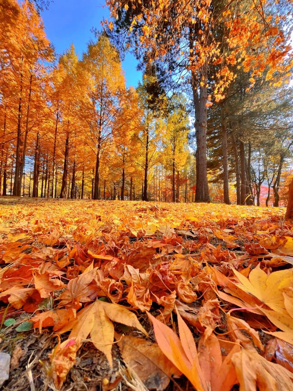 강원도 가을 단풍 여행 가이드 : 2025 남이섬 단풍 절정 시기 & 추천 코스