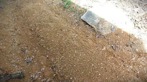 신선초-재배밭-선정-거름주기-밑거름-시비량