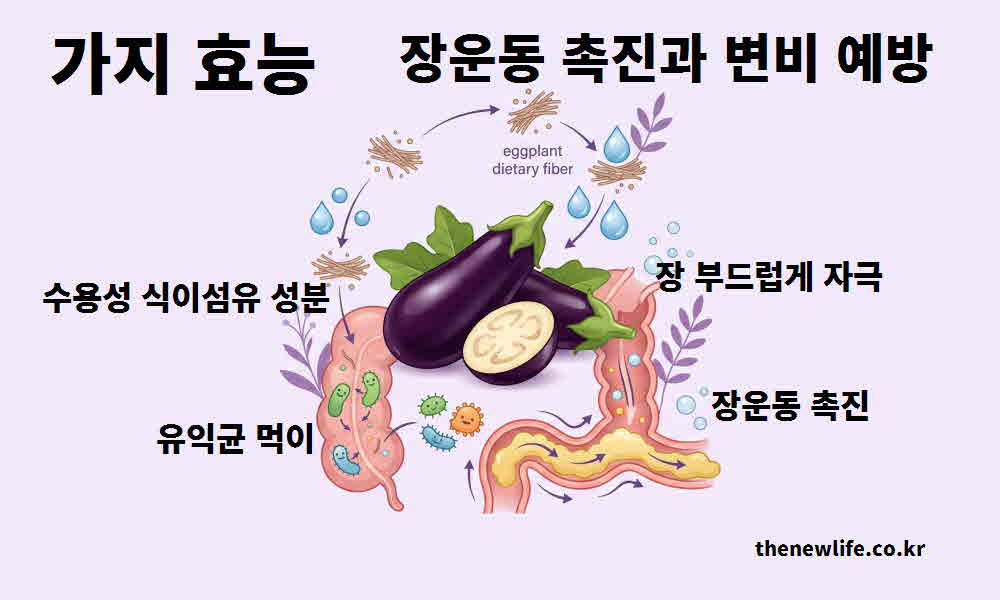 가지 효능 장운동 촉진 변비 예방