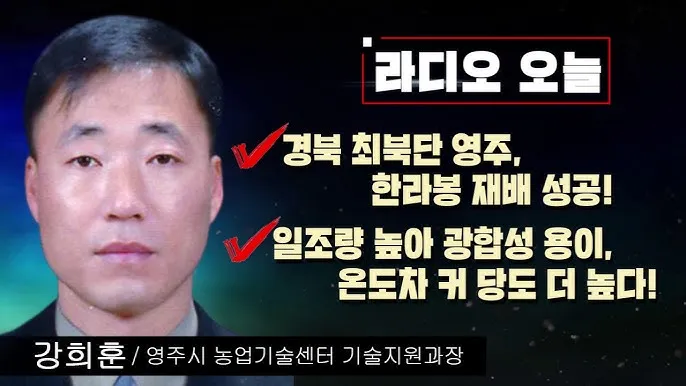 한라봉 재배 비가림 재배 가지 전정 당도 높이기_5