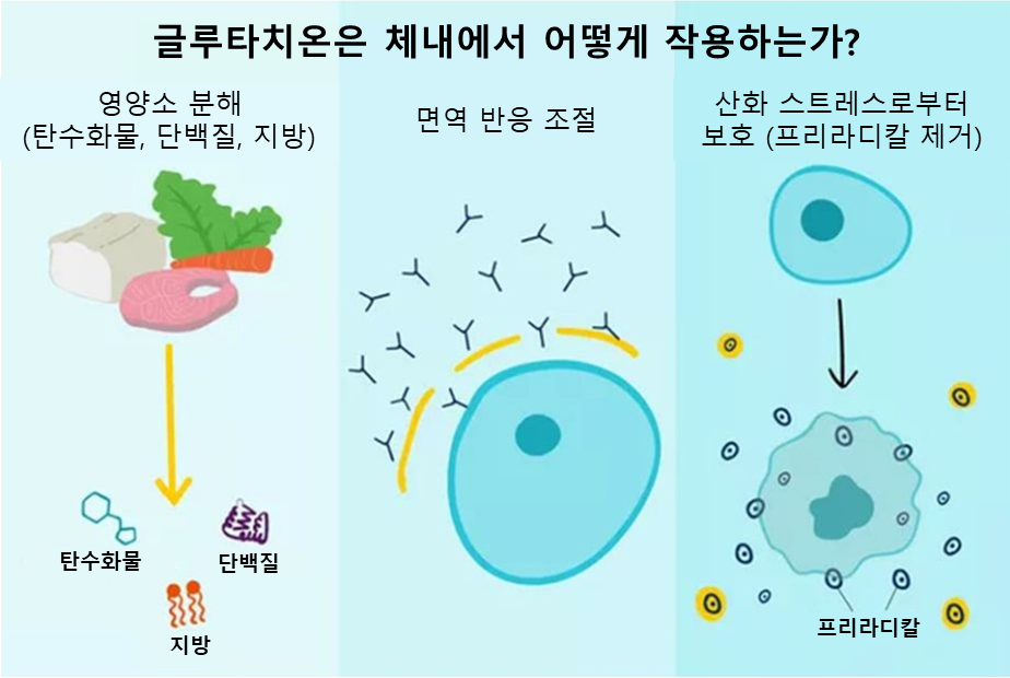 글루타치온의 역할