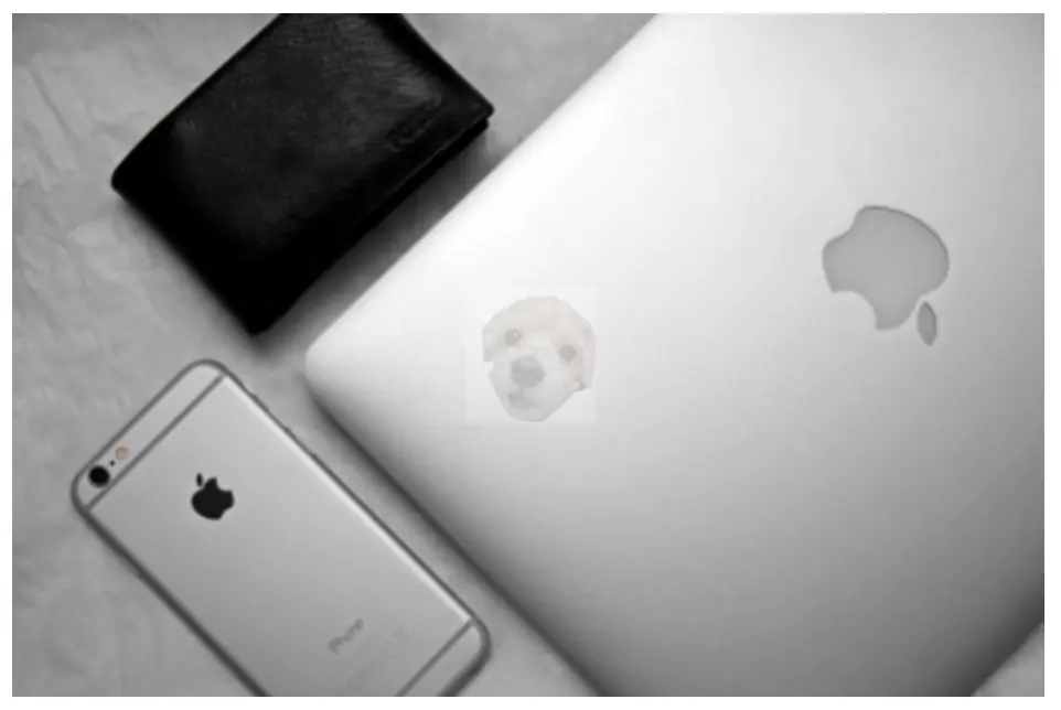 애플 관련 사진