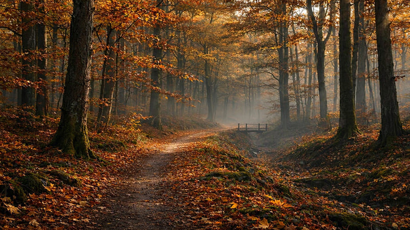 <img src=&rdquo;ai-generated-autumn-forest.jpg&rdquo; alt=&rdquo;AI 이미지 생성 기술로 표현한 가을 숲속 오솔길&rdquo;>