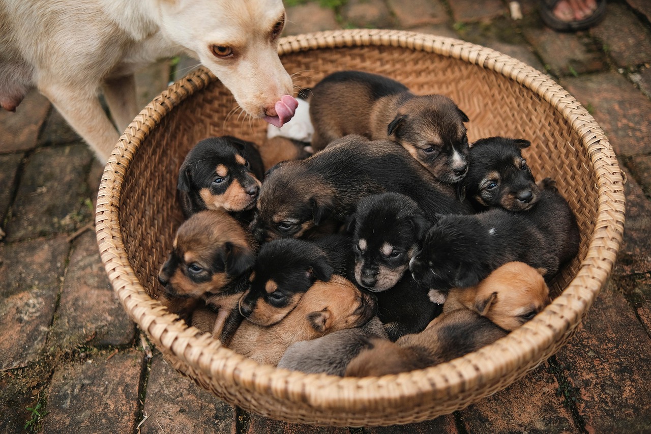 강아지 입양과 분양 방법 (입양 절차, 분양 방식, 주의할 점) 관련 사진
