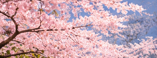 벚꽃사진