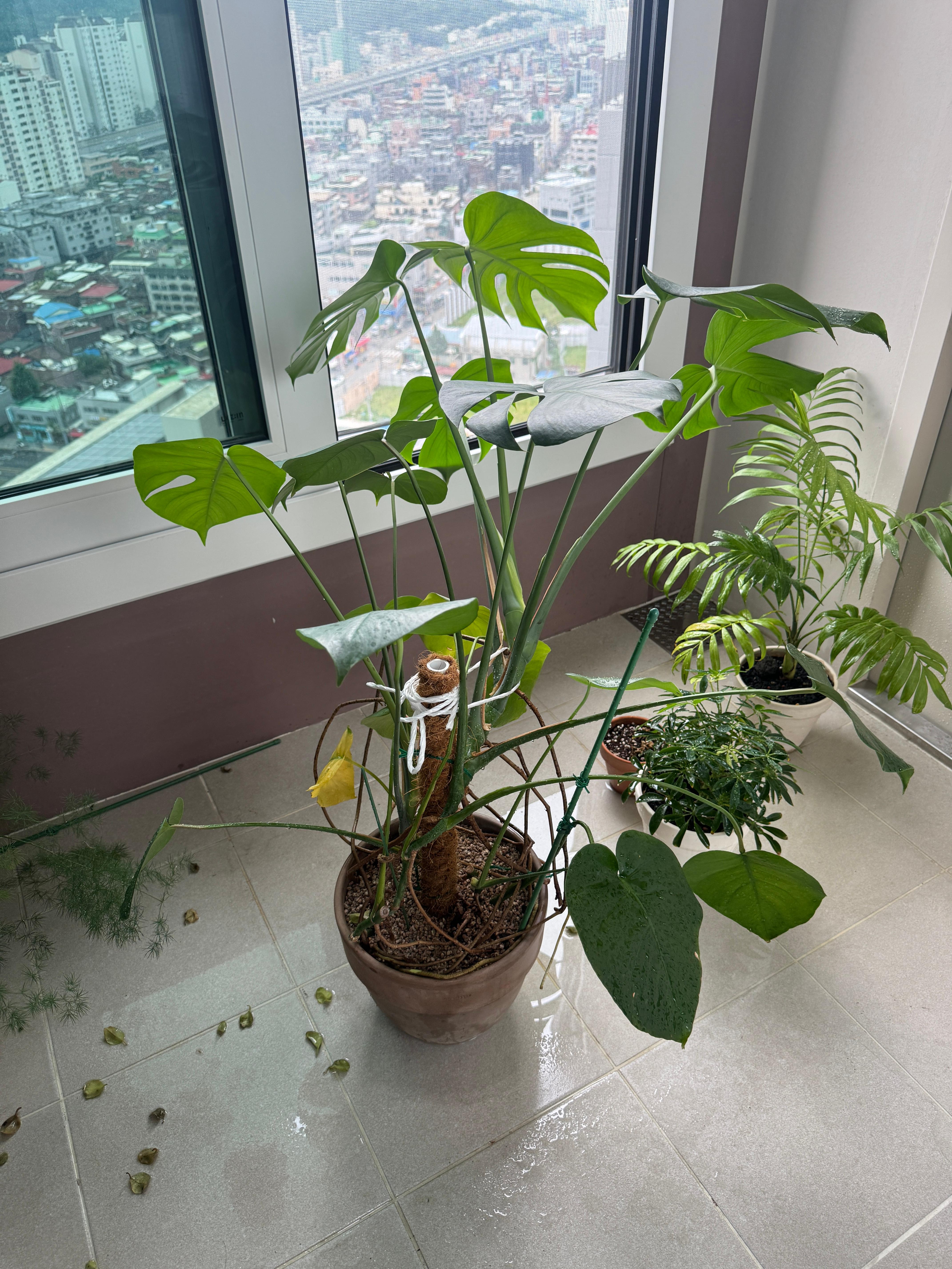 집에서 키우기 좋은 식물