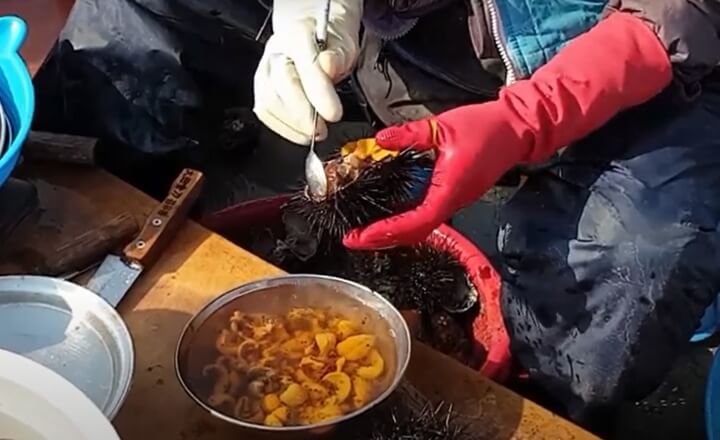 속초-동명항-해녀-할머니가-성게를-손질하고-있는-모습