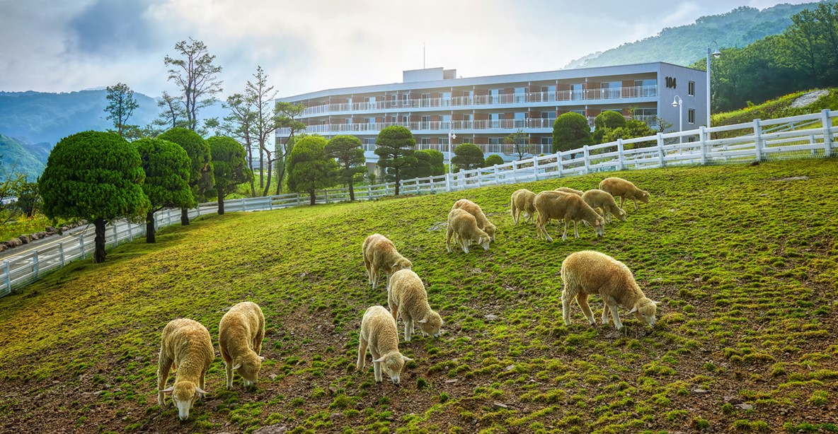 블랙스톤 벨포레