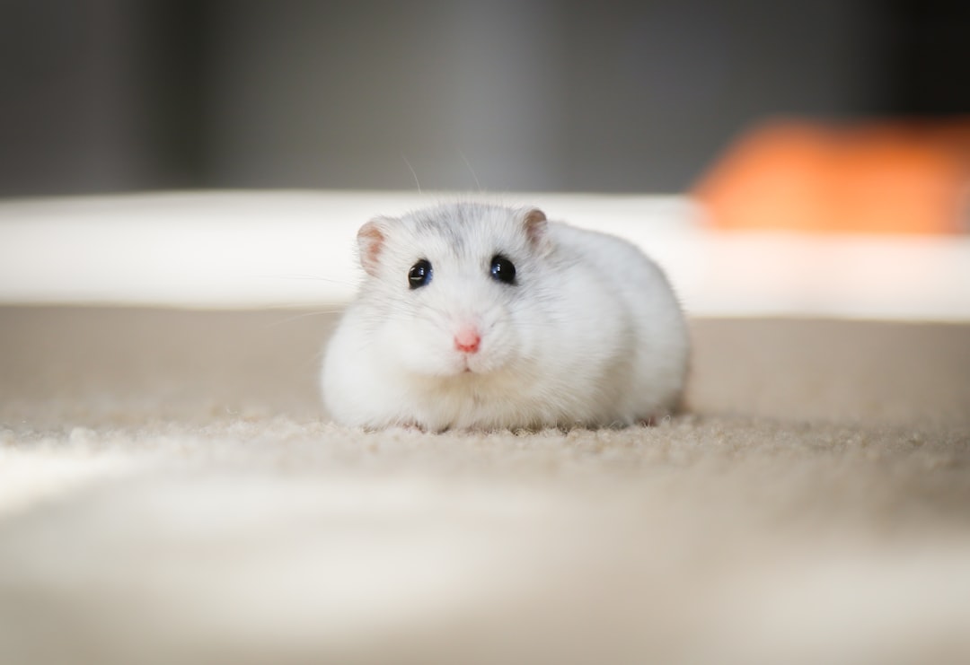 Hamster
