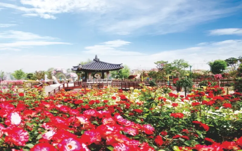 곡성 장미축제_1