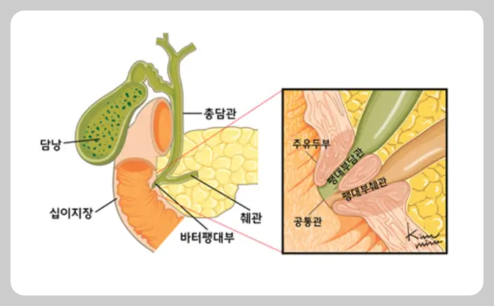감마지티피 정상수치