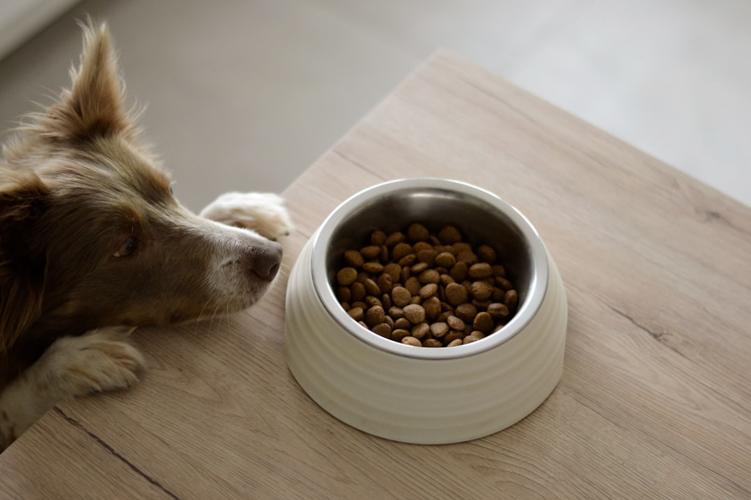 Dog food