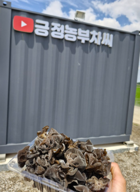 긍정농부차씨 목이버섯