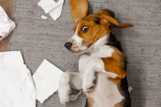 초보 견주의 강아지 키울 때 주의할 점