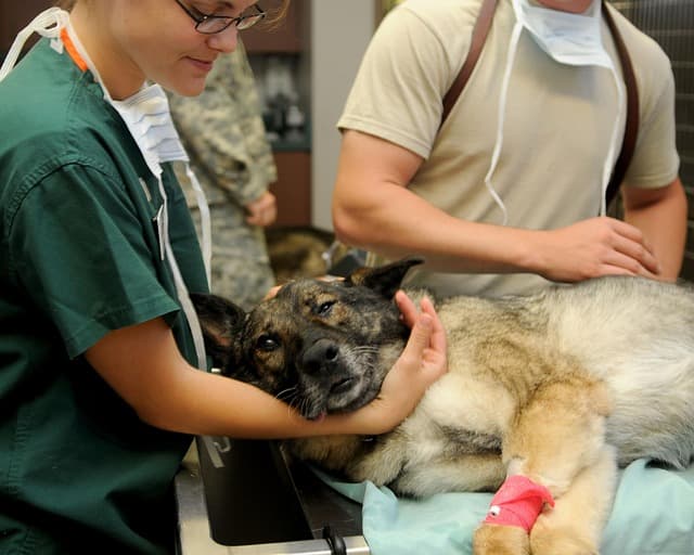 canine atopic dermatitis