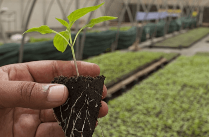 2024 임업직불금 지급시기 금액 신청방법과 관련한 산지 작물 사진