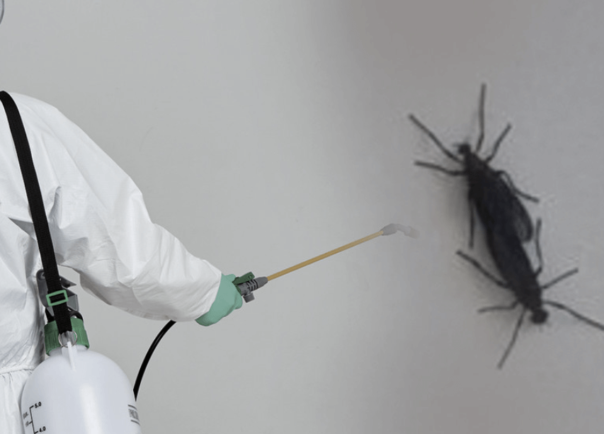 흰 벽에 다닥다닥 붙은 러브버그 떼 모습, 실제 출몰 상황