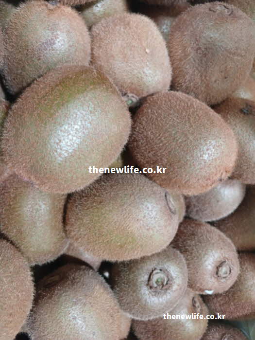 키위 효능 위장 건강 액티니딘 식이섬유