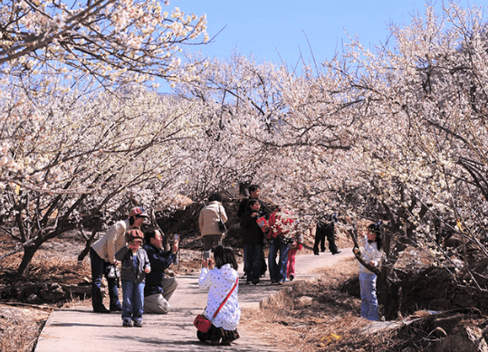 양산원동매화축제 축제모습