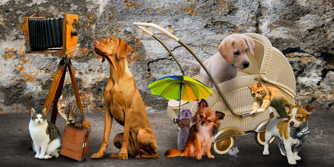 펫쇼 코리아 관련 사진