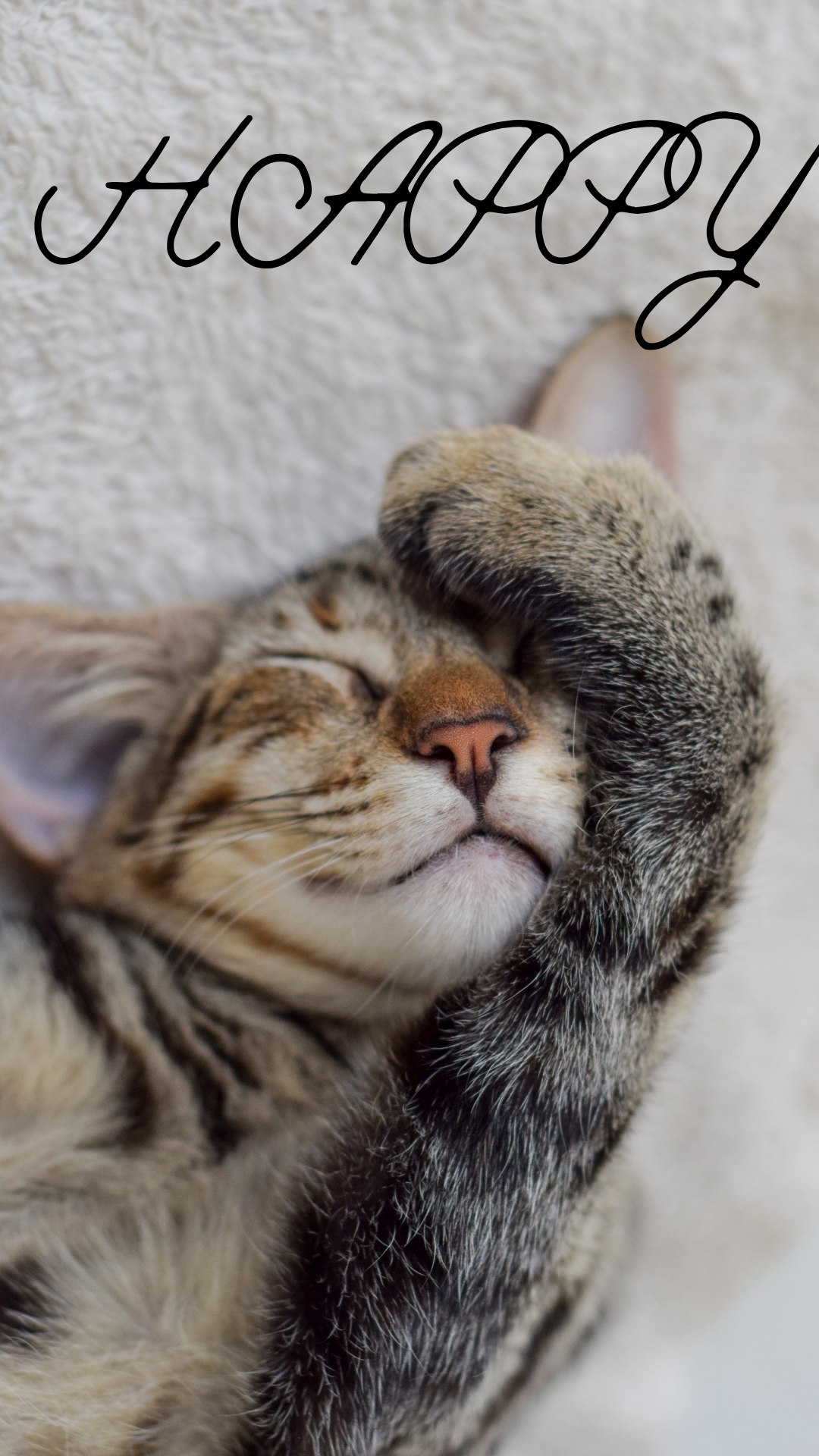 고양이 사진 그림 스마트폰 배경화면 이미지