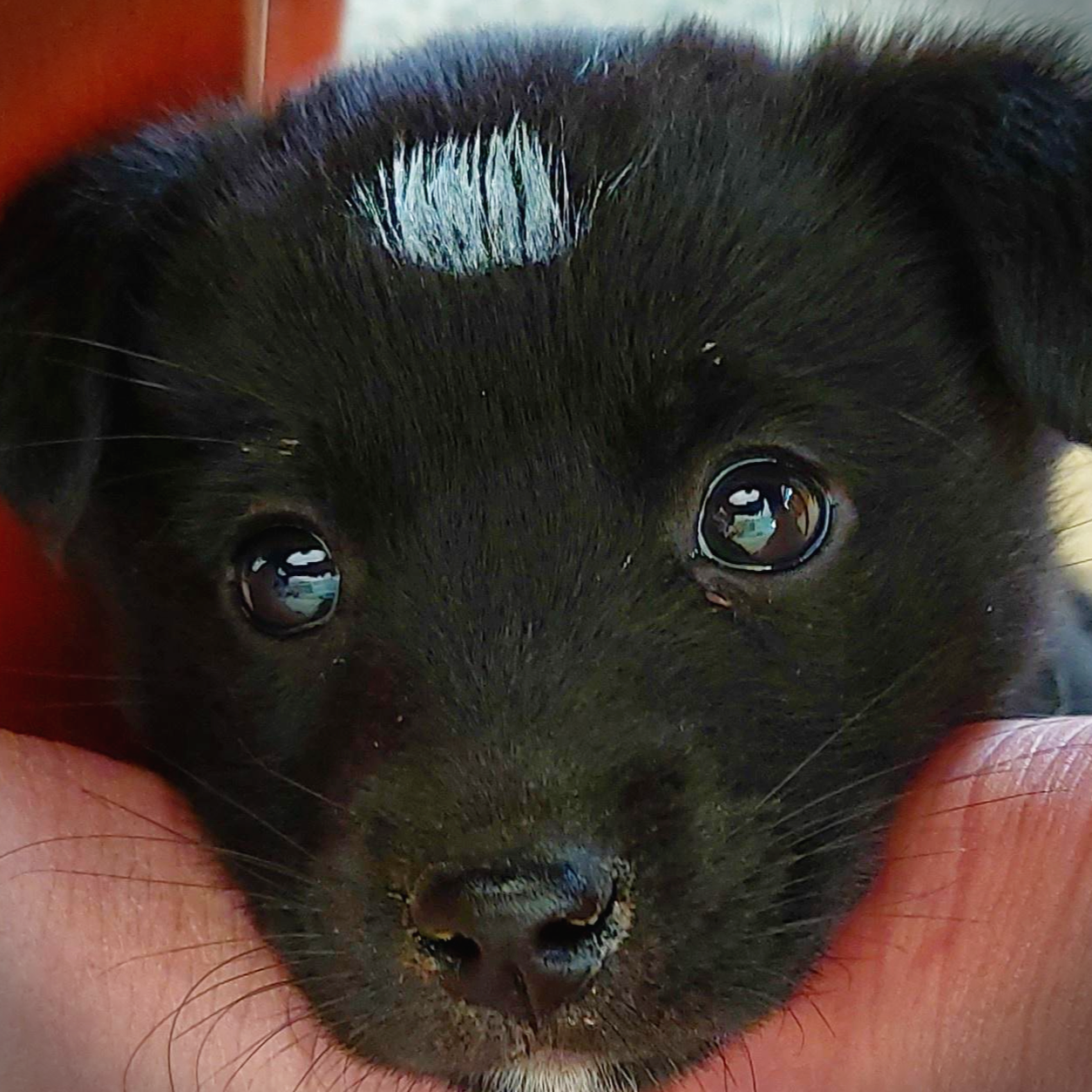 까만 강아지 깜수