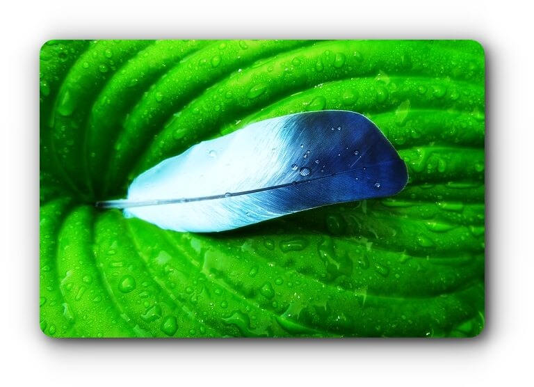 feather-image