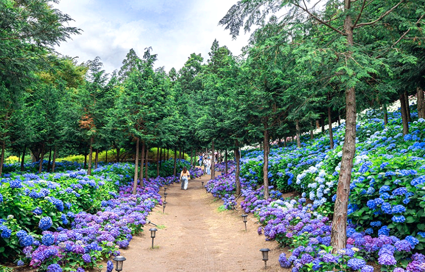 보성 숲정원 윤제림 수국